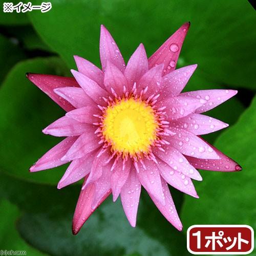 （ビオトープ）睡蓮　熱帯性睡蓮（スイレン）（桃）　ピンク　カペンシス（１ポット）