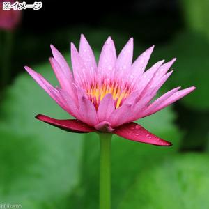 (ビオトープ)睡蓮 熱帯性睡蓮(スイレン)(桃...の詳細画像1