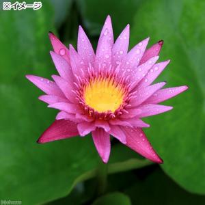 (ビオトープ)睡蓮 熱帯性睡蓮(スイレン)(桃...の詳細画像2
