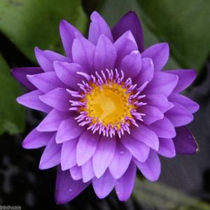 チャーム（charm） （ビオトープ）睡蓮 温帯性睡蓮（スイレン）（紫