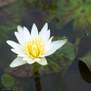 (ビオトープ)睡蓮 熱帯性睡蓮(スイレン)(白...の詳細画像1