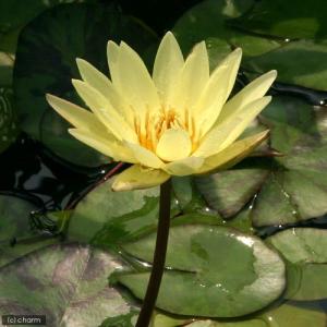 （ビオトープ）睡蓮　熱帯性睡蓮（スイレン）（黄）　カーラズ　サンシャイン（１ポット）（ムカゴ種）（休眠状態）