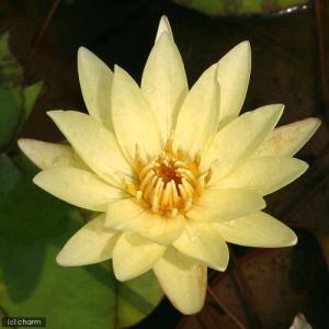 (ビオトープ)睡蓮 熱帯性睡蓮(スイレン)(黄...の詳細画像1