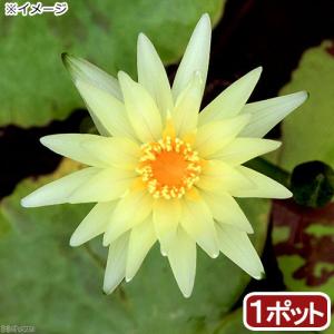 (ビオトープ)睡蓮 熱帯性睡蓮(スイレン)(黄)...の商品画像