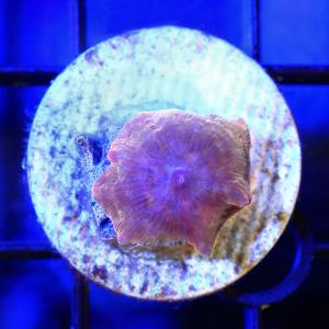 一点物 ディスクコーラル オレンジイエロー プラグ付き CM−14458 沖縄別途送料 北海道航空便要保温