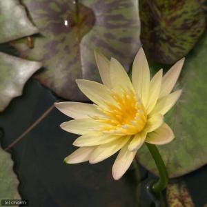 (ビオトープ)睡蓮 熱帯性睡蓮(スイレン)(黄...の詳細画像2