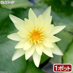 チャーム（charm） （ビオトープ）睡蓮 熱帯性睡蓮（スイレン）（青