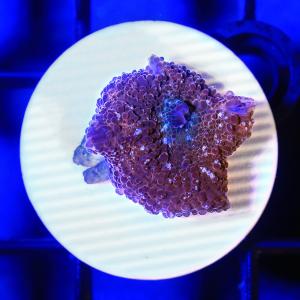 一点物 ディスクコーラル オレンジ プラグ付き CM−14466 北海道航空便要保温