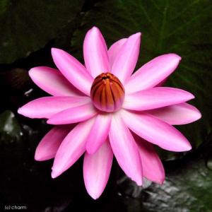 （ビオトープ）睡蓮　熱帯性睡蓮（スイレン）夜咲き（桃）　ローザ・デ・ラ・ノーチェ（１ポット）（休眠状態）