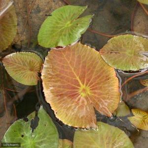 (ビオトープ)睡蓮 熱帯性睡蓮(スイレン)夜咲...の詳細画像1