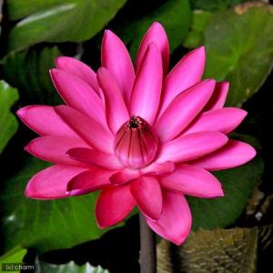 （ビオトープ）睡蓮　熱帯性睡蓮（スイレン）夜咲き（赤）　アンタレス（１ポット）（休眠状態）