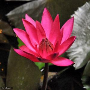 （ビオトープ）睡蓮　熱帯性睡蓮（スイレン）夜咲き（赤）　ジェニファー　レベッカ（１ポット）（休眠状態）