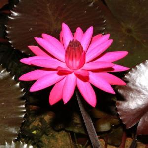 (ビオトープ)睡蓮 熱帯性睡蓮(スイレン)夜咲...の詳細画像1