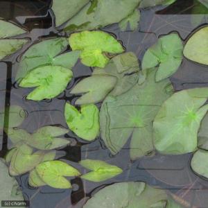 （ビオトープ）睡蓮　熱帯性睡蓮（スイレン）夜咲き（白）　ウッズ　ホワイト　ナイト（１ポット）（休眠状態）