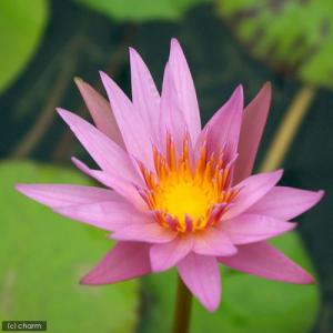 (ビオトープ)睡蓮 熱帯性睡蓮(スイレン)(淡...の詳細画像1