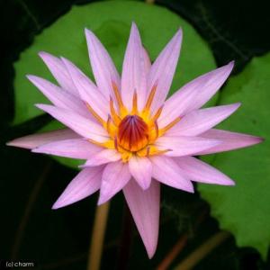 (ビオトープ)睡蓮 熱帯性睡蓮(スイレン)(淡...の詳細画像2