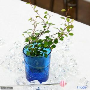 （観葉植物）ミニ観葉　オアシス苗　ワイヤープランツ（１苗）