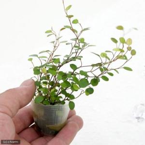 (観葉植物)ミニ観葉 オアシス苗 ワイヤープラ...の詳細画像1
