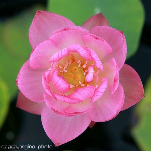 （ビオトープ）蓮　ハス（ピンク）　火花（ヒバナ）　一重咲小型品種（１ポット）（休眠状態）