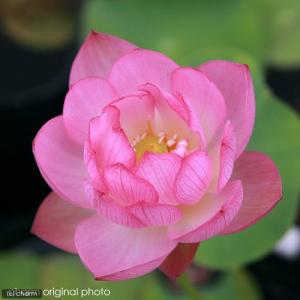(ビオトープ)蓮 ハス(桃) 火花(ヒバナ) ...の詳細画像1