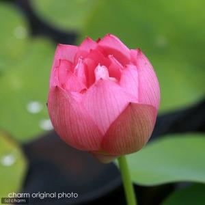 (ビオトープ)蓮 ハス(桃) 火花(ヒバナ) ...の詳細画像2