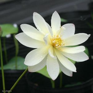 (ビオトープ)蓮 ハス(桃〜白黄) 小三色蓮(シ...の商品画像