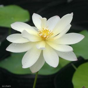 (ビオトープ)蓮 ハス(桃〜白黄) 小三色蓮(...の詳細画像1
