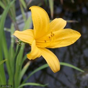 (ビオトープ)水生植物 ニッコウキスゲ(1ポット...の商品画像