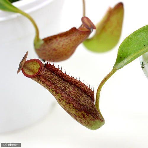 （食虫植物）ウツボカズラ　ネペンテス　ジェントル　２．５〜３号（１ポット）