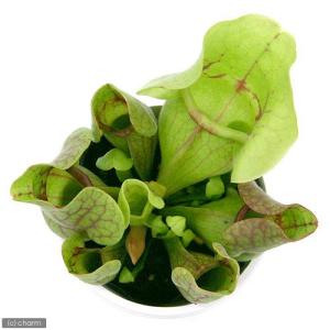 (食虫植物)サラセニア プルプレアssp.ベノ...の詳細画像1