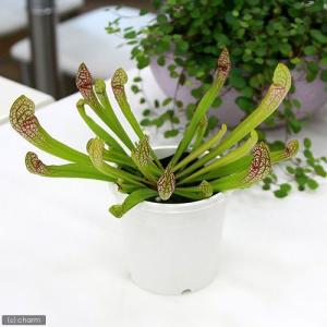 (食虫植物)サラセニア スカーレットベル 2.5...の商品画像