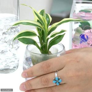 (観葉植物)ミニ観葉 オアシス苗 ドラセナ サ...の詳細画像1