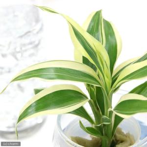 (観葉植物)ミニ観葉 オアシス苗 ドラセナ サ...の詳細画像2