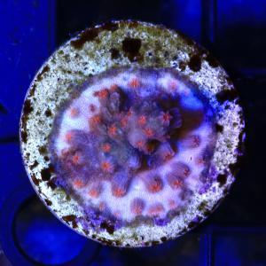 （サンゴ）一点物　エダトゲキクメイシ　プラグ付き　ＣＭ−１５６５１（１個）｜chanet