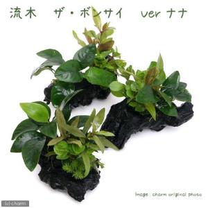 チャーム（charm） （水草）☆組織培養☆ アヌビアスナナ 流木 ミニ