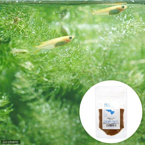 （めだか）ヒメダカ初心者セット　ヒメダカ（６匹）＋小型魚用フード　ｆｆ　ｎｕｍ０３　４０ｍｌ　本州四...