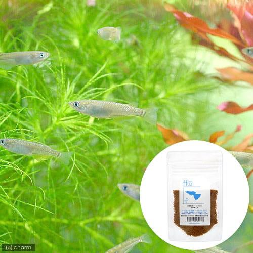（めだか）黒メダカ初心者セット　黒メダカ（６匹）＋小型魚用フード　ｆｆ　ｎｕｍ０３　４０ｍｌ　本州四...