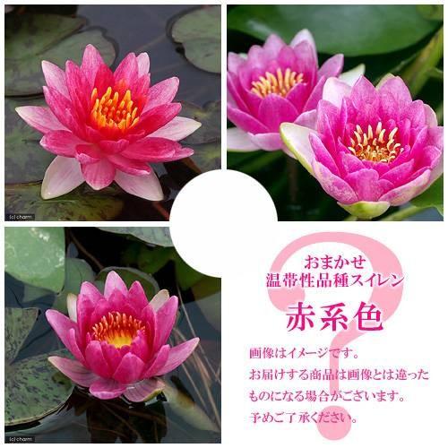（ビオトープ）睡蓮　おまかせ温帯性品種睡蓮（スイレン）　赤系色　１種（１ポット）