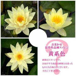 （ビオトープ）睡蓮　おまかせ温帯性品種睡蓮（スイレン）　黄系色　１種（１ポット）（休眠状態）