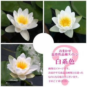 （ビオトープ）睡蓮　おまかせ温帯性品種睡蓮（スイレン）　白系色　１種（１ポット）（休眠状態）