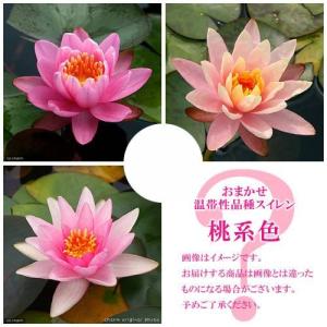 （ビオトープ）睡蓮　おまかせ温帯性品種睡蓮（スイレン）　桃系色　１種（１ポット）（休眠状態）