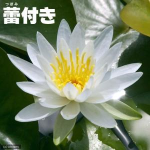 (ビオトープ)睡蓮 ★蕾付き★ 温帯性睡蓮(スイ...の商品画像