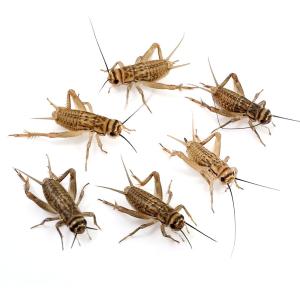 （生餌）死着保証あり　カキ殻パウダー付き　ヨーロッパイエコオロギ　ＳＭ　約３２０匹（４０グラム）　爬虫類　両生類　餌