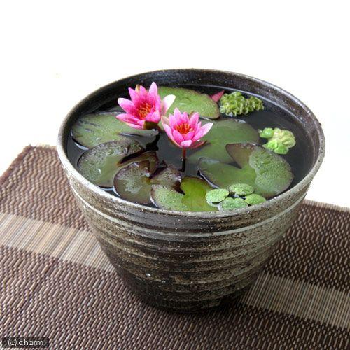 （ビオトープ）（水草）姫睡蓮（ヒメスイレン）（赤）　益子焼　姫睡蓮鉢セット（炭化）　説明書付　本州四...