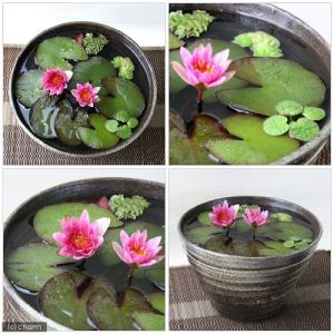 (ビオトープ)(水草)姫睡蓮(ヒメスイレン)(...の詳細画像1