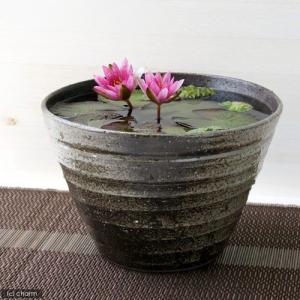 (ビオトープ)(水草)姫睡蓮(ヒメスイレン)(...の詳細画像2