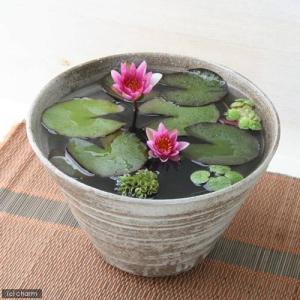 （ビオトープ）（水草）姫睡蓮（ヒメスイレン）（赤）　益子焼　姫睡蓮鉢セット（古信楽）　説明書付　本州四国限定