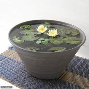 （ビオトープ）（水草）姫睡蓮（ヒメスイレン）（黄）　益子焼　姫睡蓮鉢（ヒメスイレン鉢）セット（焼締）　説明書付　本州四国限定
