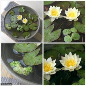 (ビオトープ)(水草)姫睡蓮(ヒメスイレン)(...の詳細画像1
