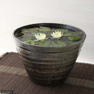 （ビオトープ）（水草）姫睡蓮（ヒメスイレン）（黄）　益子焼　姫睡蓮鉢（ヒメスイレン鉢）セット（炭化）　説明書付　本州四国限定